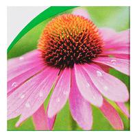 A. Vogel Echinacea Spray - 30 ml