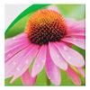 A. Vogel Echinacea Spray - 30 ml