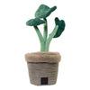 B&B Pawtanic Garden Plante - 1 stk.