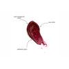 GOSH Copenhagen Lip Glaze - 005 Burgundy Red - 5,5 ml.